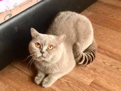 Британская кошка.