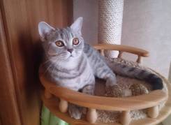Шотландская прямоухая кошка.