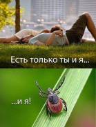 Средство от насекомых, Тараканов и клещей на 2000 кв. м Шашка Авиа