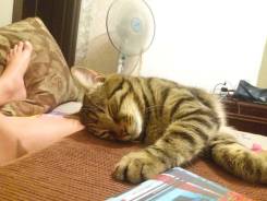 Кошки.