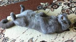 Шотландская кошка.
