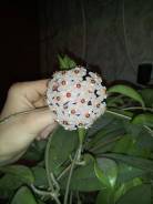 Хойя.