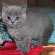 Шотландская кошка.