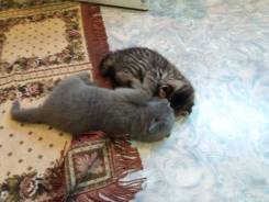 Шотландская кошка.