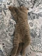 Шотландская вислоухая кошка.