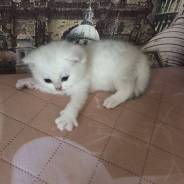 Британская кошка.