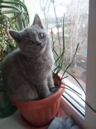 Шотландская прямоухая кошка.