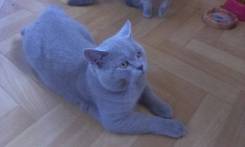 Британская кошка.