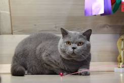 Британская кошка.