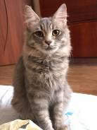 Котёнок Муня