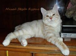 Курильский бобтейл.