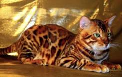 Бенгальская кошка.