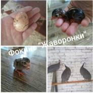 Цесарки.