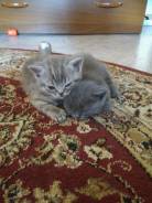 Шотландская кошка.