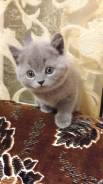 Британская кошка.
