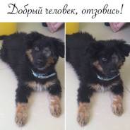 Собаки.