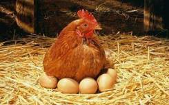 Продам Кур домашних , Яйцо отборное!