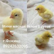 Куры. Под заказ