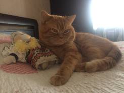 Шотландская прямоухая короткошерстная кошка.