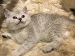 Британская кошка.