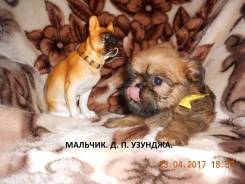 Брюссельский гриффон.