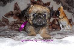 Брюссельский гриффон.