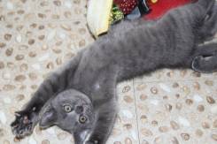 Шотландская прямоухая кошка.
