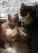 Кошки.