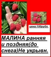 Малина.
