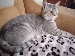Британская кошка.