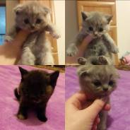 Шотландская кошка.