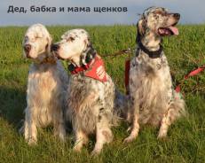 Английский сеттер.