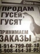 Гуси.