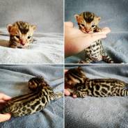 Бенгальская кошка. Под заказ