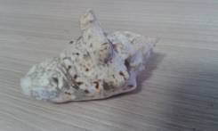 Раковины, ракушки.