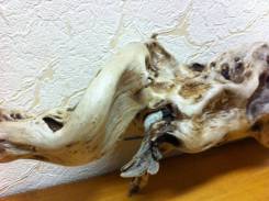 Коряга для эпифитных растений