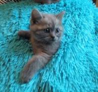 Британская кошка.