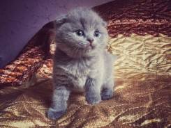 Шотландская вислоухая кошка.