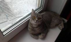 Шотландская кошка.