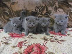 Шотландская прямоухая короткошерстная кошка.
