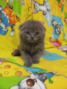 Шотландская вислоухая короткошерстная кошка.