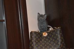 Шотландская кошка.