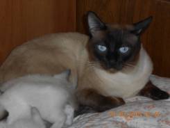 Тайская кошка.
