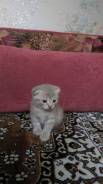 Шотландская вислоухая кошка.