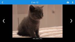 Шотландская прямоухая кошка.
