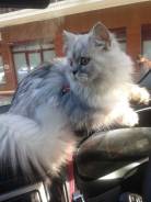 Шотландская прямоухая кошка.