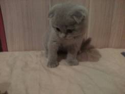 Шотландская вислоухая кошка.