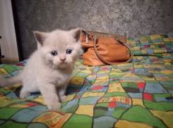 Шотландская прямоухая кошка.