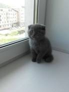 Британская кошка.