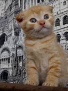 Шотландская вислоухая кошка.